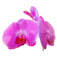 Logo Jantima Thaimassage